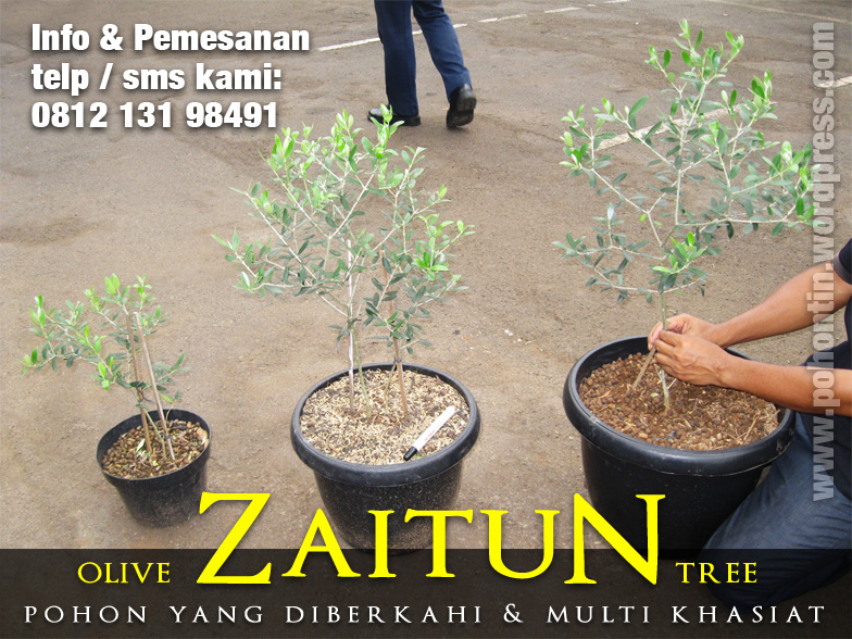 Pohon Zaitun | Jual Pohon Tin 0852-30788-450